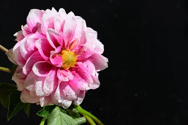 Hermosa Flor Brillante Sobre Fondo Oscuro — Foto de Stock