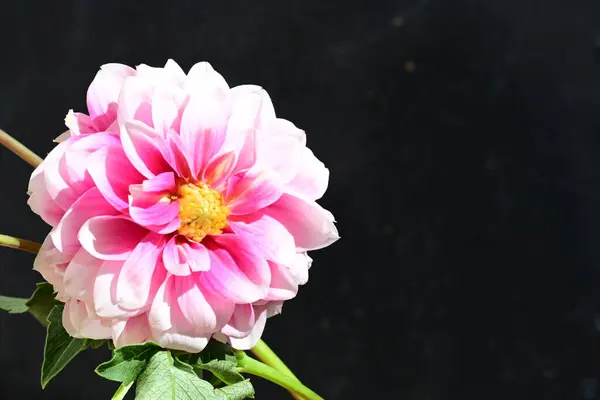 Koyu Arkaplanda Güzel Parlak Bir Çiçek — Stok fotoğraf