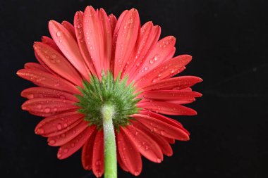 beautiful  gerbera flower on dark background