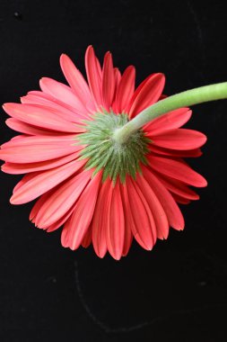 beautiful  gerbera flower on dark background