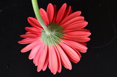 Koyu arkaplanda güzel Gerbera çiçeği