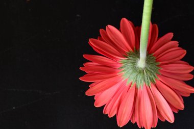 Koyu arkaplanda güzel Gerbera çiçeği