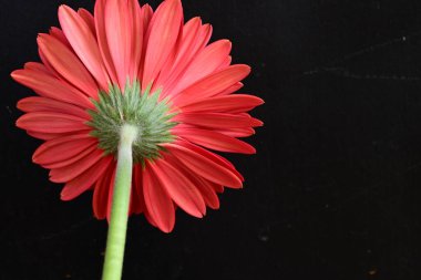 Koyu arkaplanda güzel Gerbera çiçeği