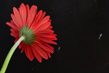 Koyu arkaplanda güzel Gerbera çiçeği