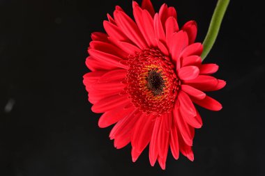 Koyu arkaplanda güzel Gerbera çiçeği