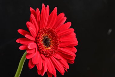 Koyu arkaplanda güzel Gerbera çiçeği