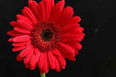 Koyu arkaplanda güzel Gerbera çiçeği