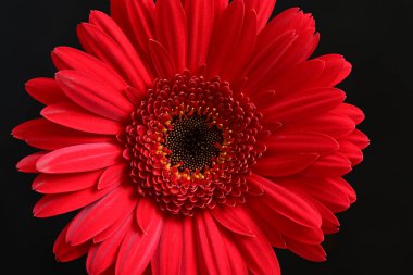 Koyu arkaplanda güzel Gerbera çiçeği