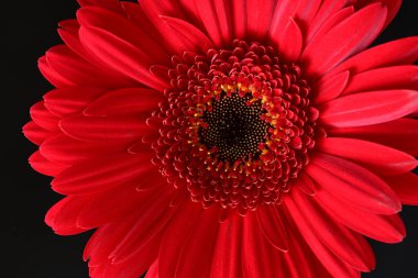 Koyu arkaplanda güzel Gerbera çiçeği