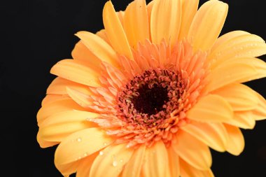 beautiful  gerbera flower on dark background