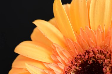 Koyu arkaplanda güzel Gerbera çiçeği