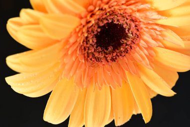 Koyu arkaplanda güzel Gerbera çiçeği