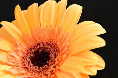 Koyu arkaplanda güzel Gerbera çiçeği