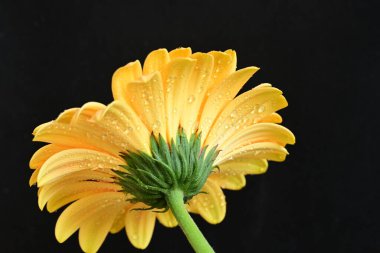 Koyu arkaplanda güzel Gerbera çiçeği