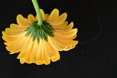 Koyu arkaplanda güzel Gerbera çiçeği