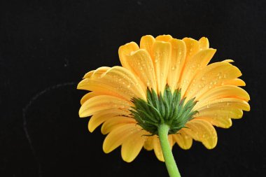 beautiful  gerbera flower on dark background