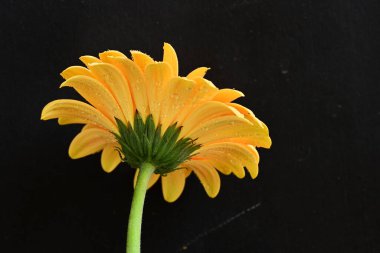 Koyu arkaplanda güzel Gerbera çiçeği