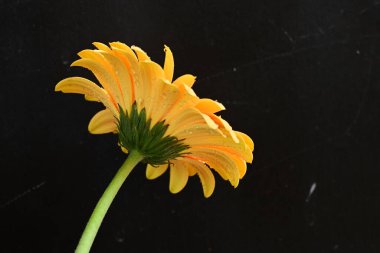 Koyu arkaplanda güzel Gerbera çiçeği