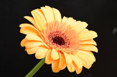 Koyu arkaplanda güzel Gerbera çiçeği