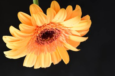 Koyu arkaplanda güzel Gerbera çiçeği