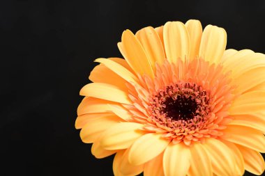 beautiful  gerbera flower on dark background