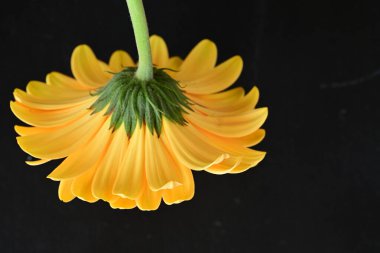 Koyu arkaplanda güzel Gerbera çiçeği