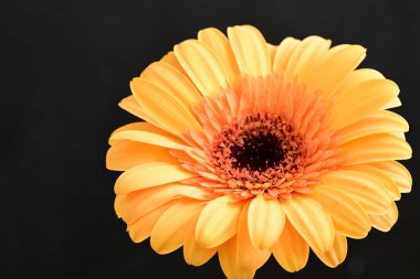 Koyu arkaplanda güzel Gerbera çiçeği