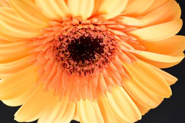 Koyu arkaplanda güzel Gerbera çiçeği