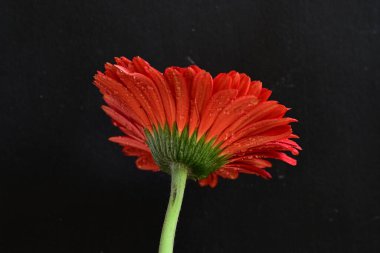 beautiful  gerbera flower on dark background