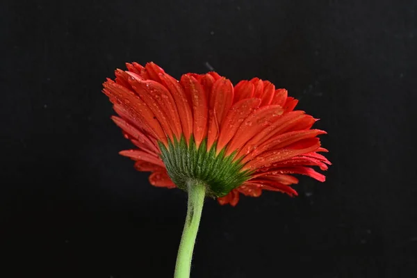 Όμορφο Λουλούδι Gerbera Σκούρο Φόντο — Φωτογραφία Αρχείου