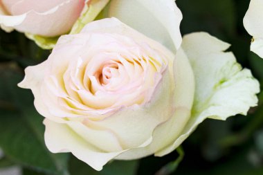 Beyaz gülleri kapat, narin çiçekleri