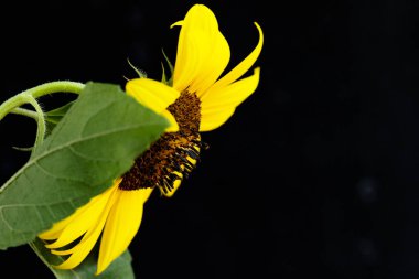 Koyu arkaplanda güzel parlak bir çiçek