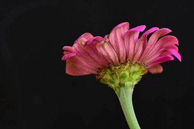 Koyu arkaplanda güzel parlak bir çiçek