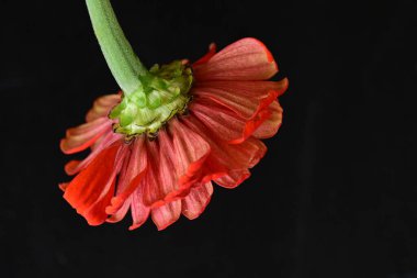 Koyu arkaplanda güzel parlak bir çiçek