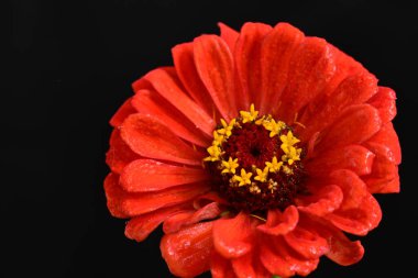 Koyu arkaplanda güzel parlak bir çiçek