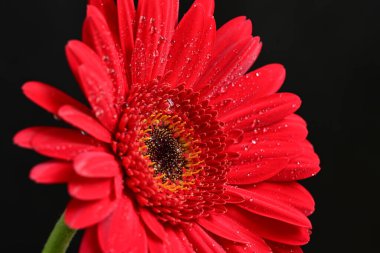 Koyu arkaplanda güzel Gerbera çiçeği