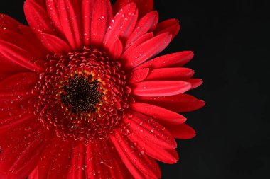 Koyu arkaplanda güzel Gerbera çiçeği