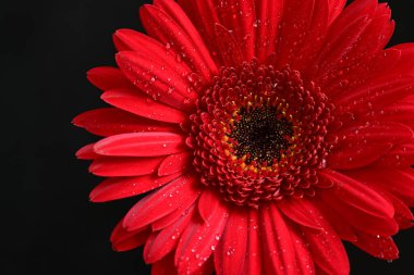 Koyu arkaplanda güzel Gerbera çiçeği