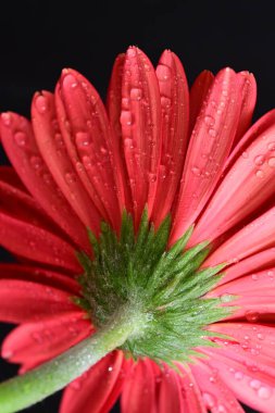 Koyu arkaplanda güzel Gerbera çiçeği