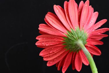 beautiful  gerbera flower on dark background