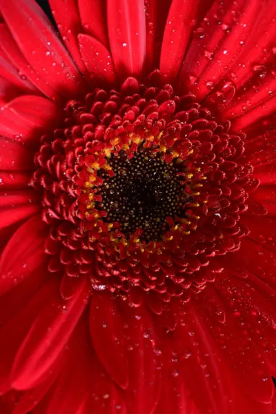 Beautiful Gerbera Flower Dark Background — Stock Photo, Image