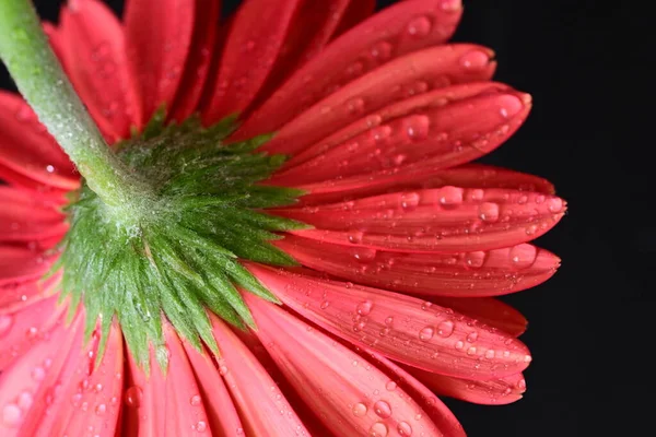Beautiful Gerbera Flower Dark Background — Stockfoto