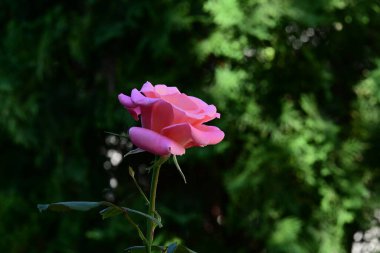 Bahçedeki pembe gül