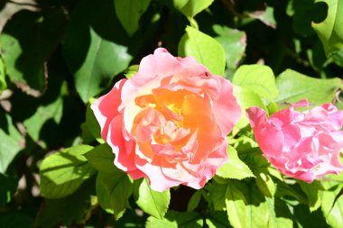 Bahçede pembe güller