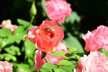 Gül çiçeğinin üzerinde oturan arıyı yakından izle.