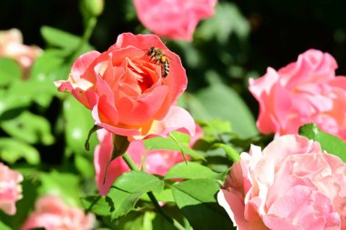 Gül çiçeğinin üzerinde oturan arıyı yakından izle.