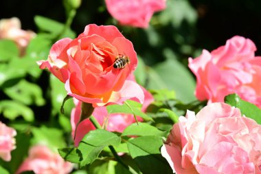 Gül çiçeğinin üzerinde oturan arıyı yakından izle.