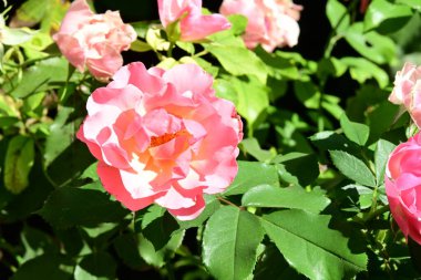 Bahçede pembe güller