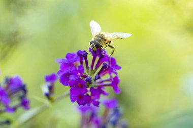 Bir çiçeğin üzerinde güzel bir arı