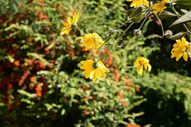 Bahçedeki güzel sarı çiçekler